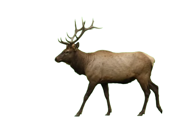 Grinning Elk